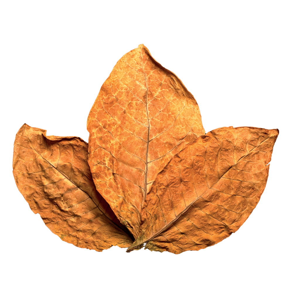 cat-mixtime-piantefiori foglia secca